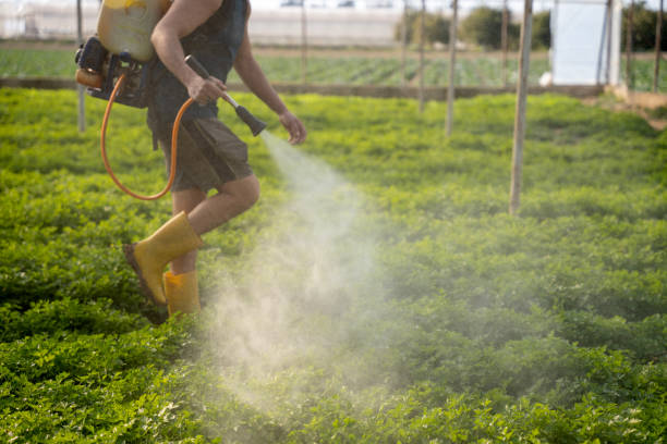 Wasp Removal Services in Tallapoosa, GA
